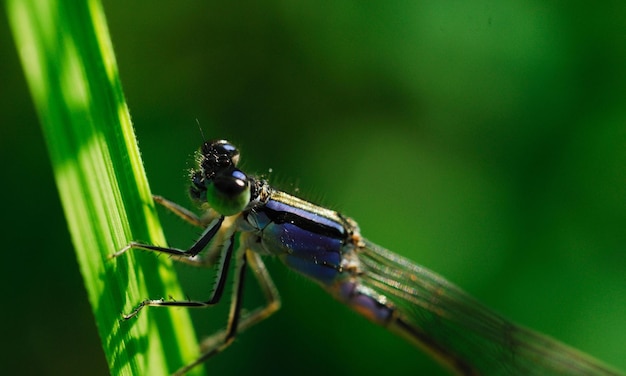 Sehr detailliertes Makrofoto einer Libelle Makroaufnahme zeigt Details der Augen der Libelle