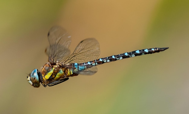 Sehr detailliertes Makrofoto einer Libelle Makroaufnahme zeigt Details der Augen der Libelle