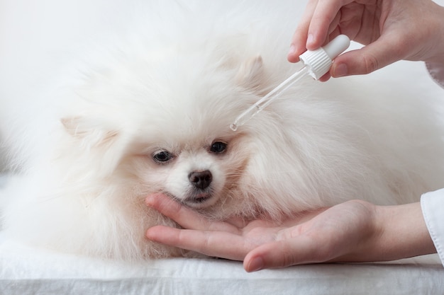 Sehr flauschiger weißer kleiner Hund Pomeranian neben den Händen mit einer Pipette in die Augen des Haustieres tropfen, die Augenreinigung pflegen.