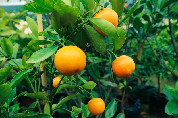 Sehr frische Mandarinen mit gelb-oranger Farbe, die noch am Baum haften, wurden nicht geerntet