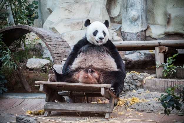 Sehr großer Panda in Thailand-Zoo