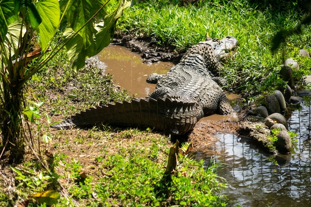 Sehr großes Reptil im Wasser