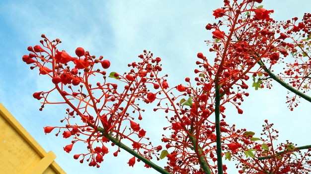 Sehr hellrote, scharlachrote Blumen Brachychiton Acerifolius, erstaunlicher blühender Baum, gegen blauen Himmel