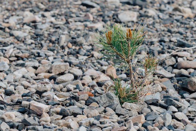 Sehr kleine Fichte wächst auf einer felsigen Oberfläche. Kleiner Baum.