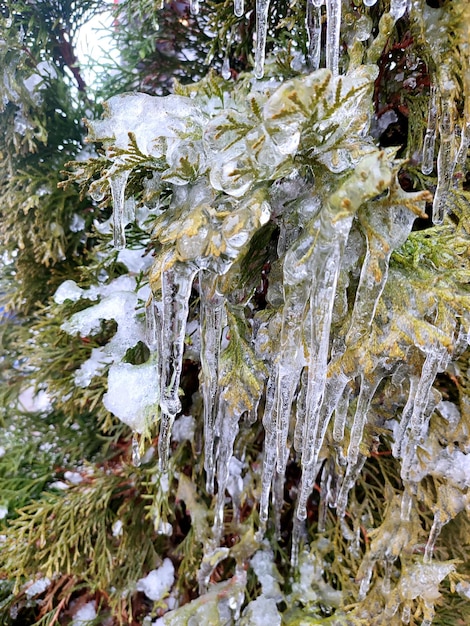 Sehr lange Eiskugeln auf immergrünen Thuja-Zweigen, Nahaufnahme von Eikkugeln aus Wassereis auf Blättern von Buschbäumen