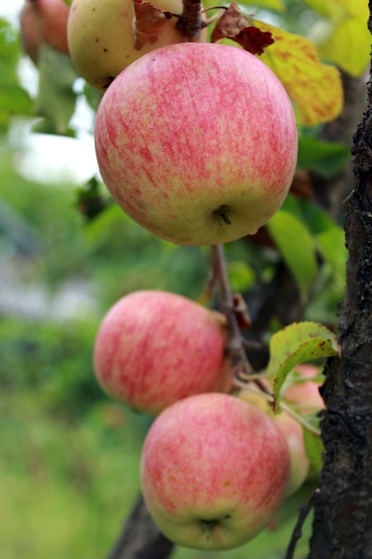 Sehr leckere und reife Äpfel hängen am Baum