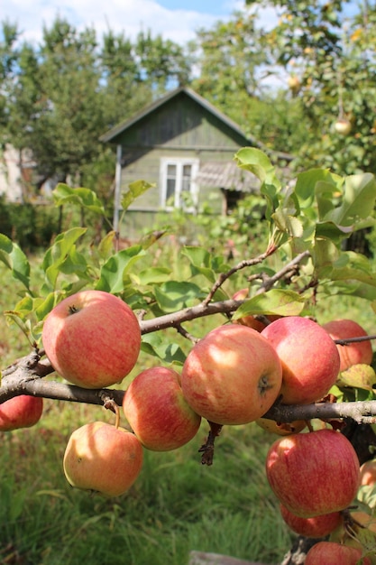 Sehr leckere und reife Äpfel hängen am Baum