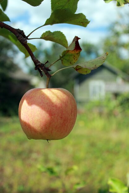 Sehr leckerer und reifer Apfel