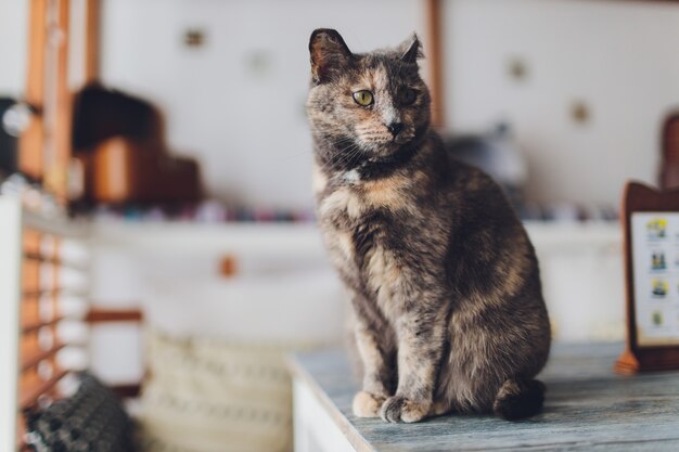 Sehr lustige Katze, die über die Nahaufnahme lacht.