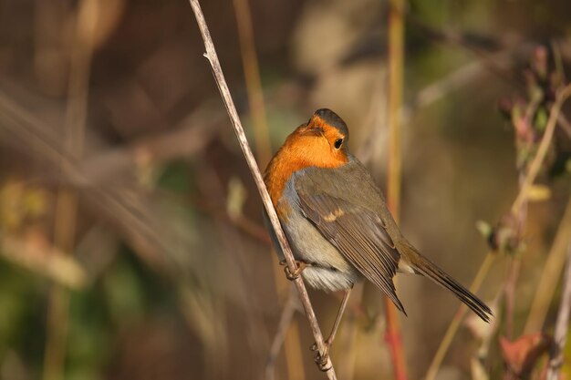 Sehr Nahaufnahmen von Rotkehlchen (Erithacus Rubecula). Details zu Gefieder und Habitus lassen sich im sanften Morgenlicht gut ablesen. Vogelbestimmung ist einfach