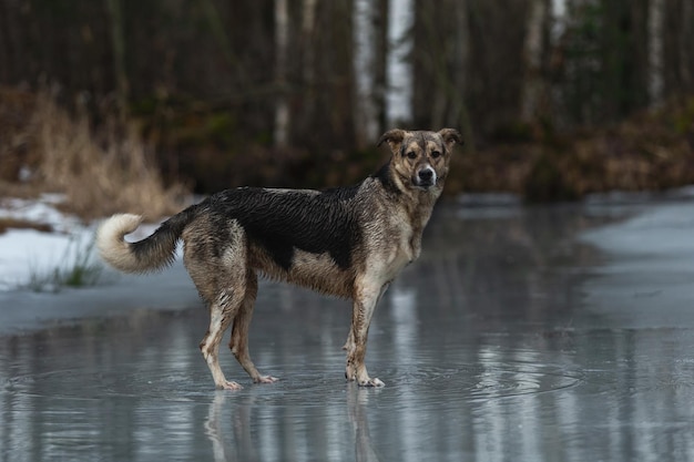 Sehr schmutziger und nasser Mischlingsschäferhund