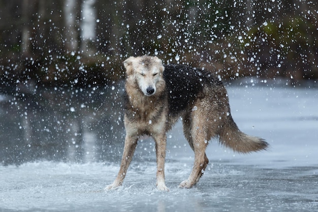 Sehr schmutziger und nasser Mischlingsschäferhund