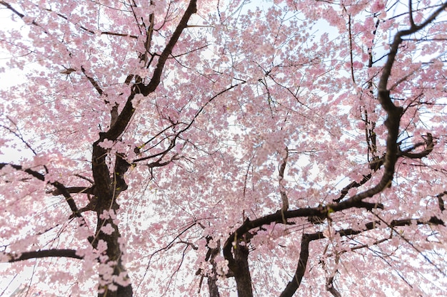 sehr schöne Japan Sakura Kirschblüte