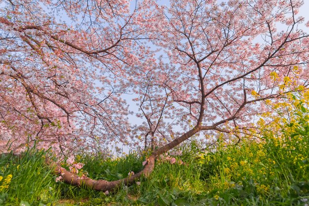 sehr schöne Japan Sakura Kirschblüte