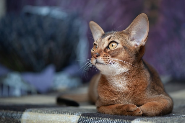 Sehr schönes Abessinier-Katzenkätzchen auf dem Hintergrund eines Lavendelfeld-Nahaufnahmeporträts