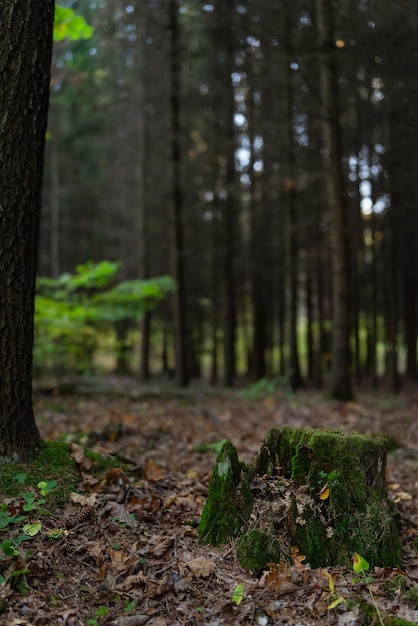 Sehr schönes Herbstwaldstumpfgrünmoos Morgenwald nach Regen