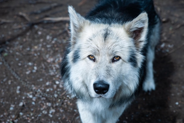 Sehr schönes Hunderasse Husky-Porträt mit Blick auf den Kameraraum für Text