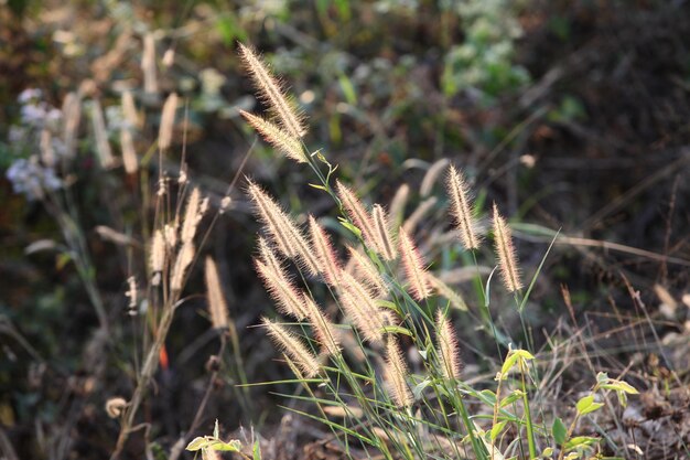 sehr schönes Licht mit Blumen