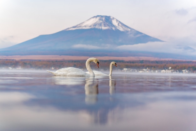 Sehr schönes weißes Paar-Schwan, das romantisch und Liebe am See Yamanaka mit dem Berg sich fühlt. Fuji backgroun