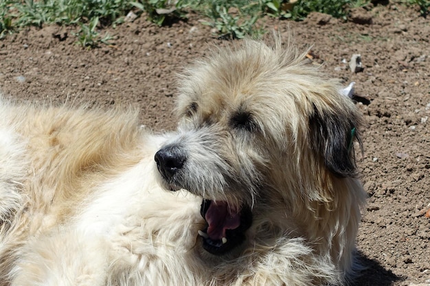 Sehr süßer, flauschiger, streunender Hund aus Silky Terrier mit herausgestreckter Zunge