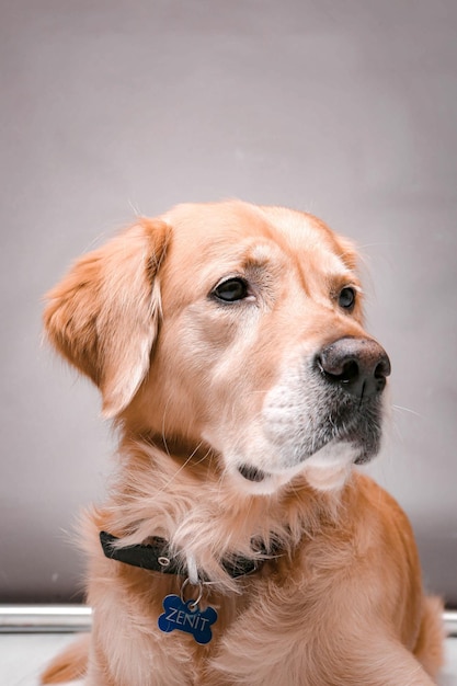 Sehr süßer und süßer Hund, Golden Retriever