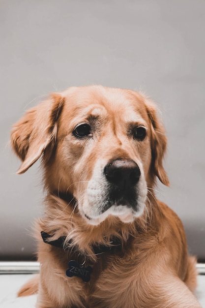 Sehr süßer und süßer Hund Golden Retriever