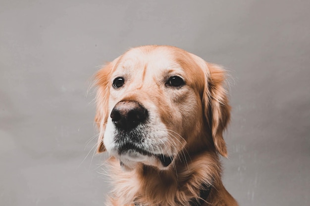 Sehr süßer und süßer Hund Golden Retriever