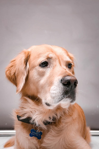 Sehr süßer und süßer Hund Golden Retriever