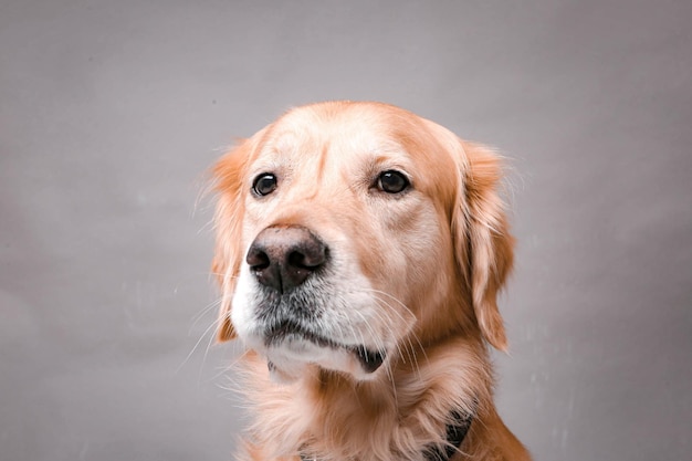 Sehr süßer und süßer Hund Golden Retriever