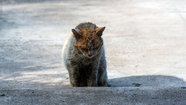 Sehr traurige streunende Kurzhaarkatze legt sich auf den Hof