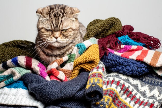 Sehr wütende und unzufriedene Katze Scottish Fold kletterte auf einen Wollhaufen