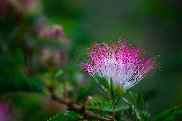 Seidenbaum Blume