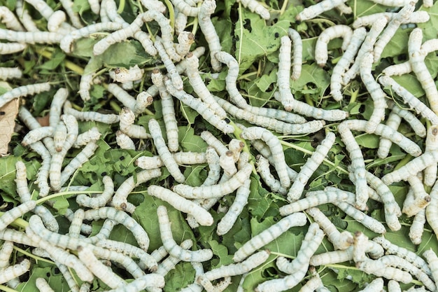 Foto seidenraupe auf grünem blatt