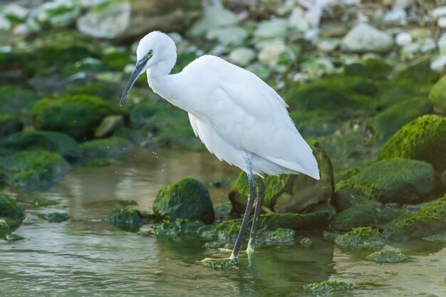 Seidenreiher auf der Suche nach Nahrung in einem Fluss in der Stadt Vila Joiosa, Spanien.