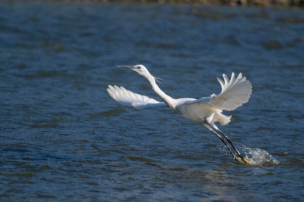 Seidenreiher Egretta Garzetta Malaga Spanien