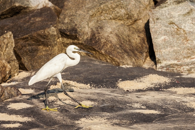 Seidenreiher (Egretta garzetta)