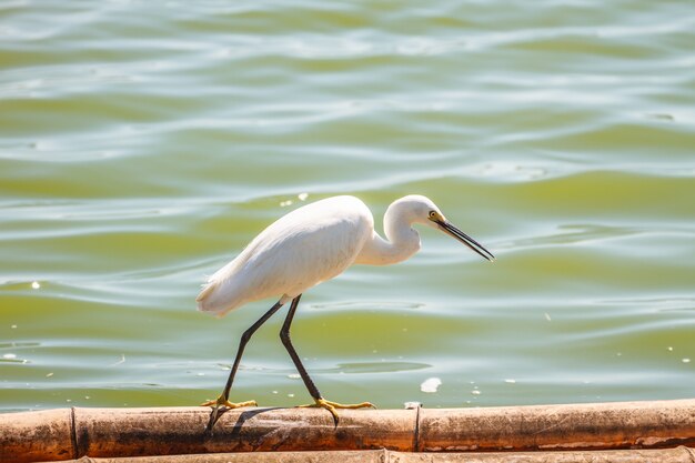 Seidenreiher (Egretta garzetta)