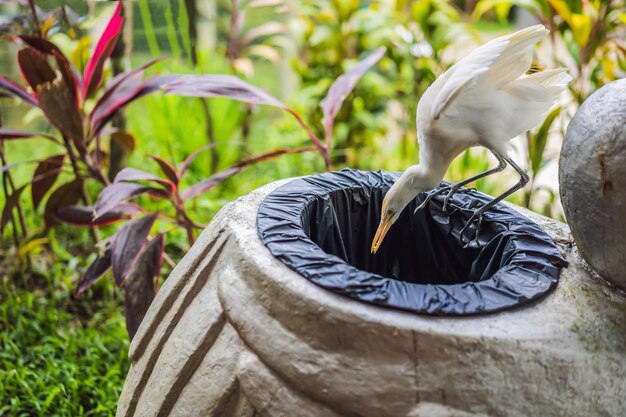 Seidenreiher Kuhreiher Bubulcus ibis Waters Edge graben in den Müll Umweltproblemen