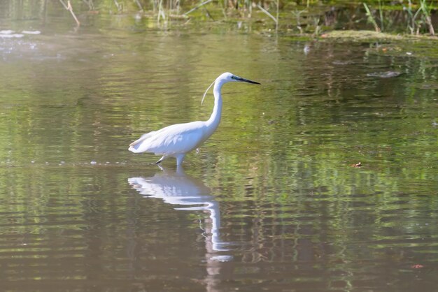 Seidenreiherjagd (Egretta garzetta) Weißer Seidenreiher