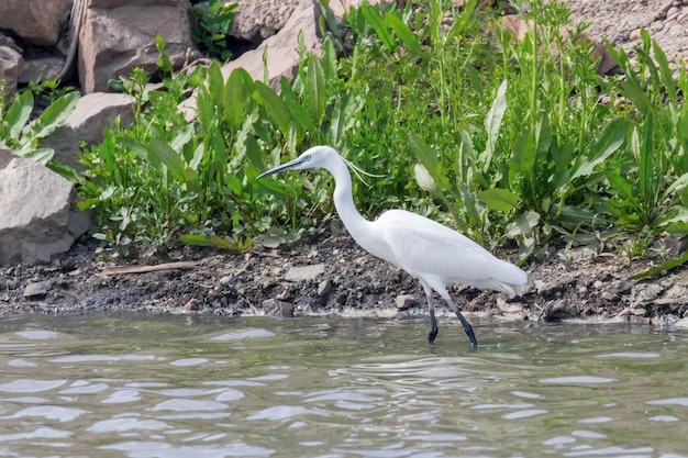 Seidenreiherjagd (Egretta garzetta) Weißer Seidenreiher