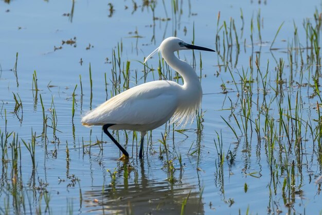 Seidenreiherjagd (Egretta garzetta) Weißer Seidenreiher