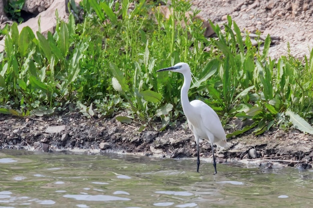 Seidenreiherjagd (Egretta garzetta) Weißer Seidenreiher