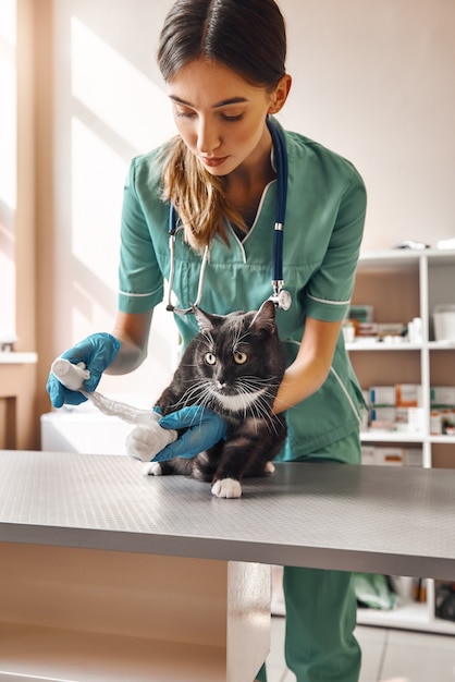 Seien Sie ein wenig geduldig. Vertikales Foto einer professionellen Tierärztin, die eine Pfote einer großen schwarzen Katze verbindet, die in der Tierklinik auf dem Tisch liegt.