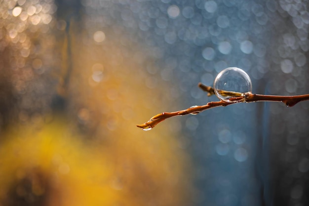 Seifenblase auf einem Ast Hintergrund verschwommen Tropfen Regen