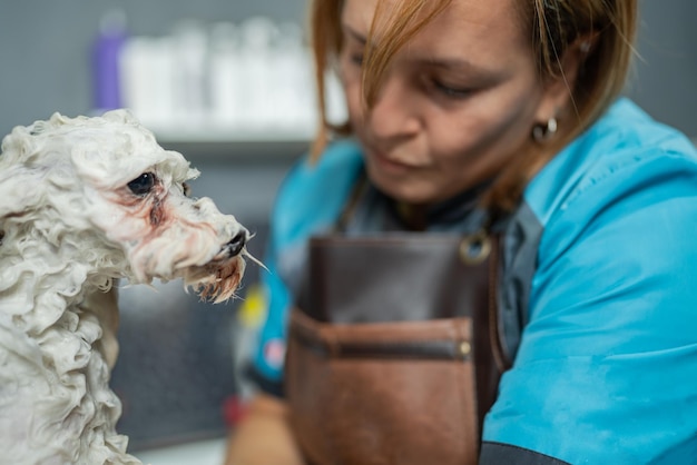 Seifiger Hund in einem Tiersalon