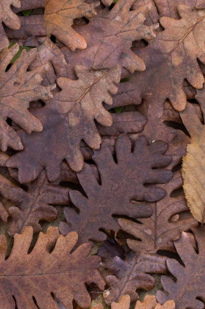 Seil und trockenes Blatt als Herbsthintergrund