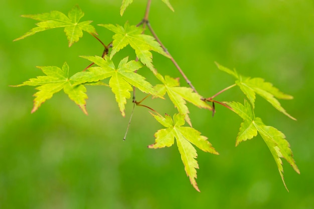 Seiryu Maple japonês nome latino Acer palmatum Seiryu