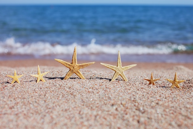 Seis estrellas de mar en una playa de arena.