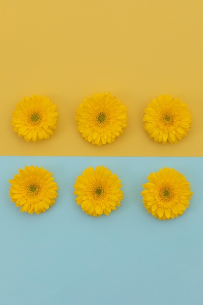 Seis gérberas amarelas sobre fundo azul e amarelo dividido. flor primavera verão natureza frescor cópia espaço.