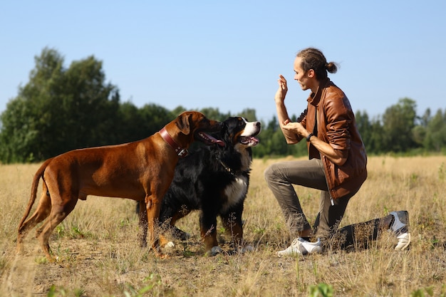 Seitenansicht an einem jungen stilvollen kaukasischen Mann, der zwei Hunde Berner Berg und Ridgeback-Hund auf dem Sommerfeld behandelt